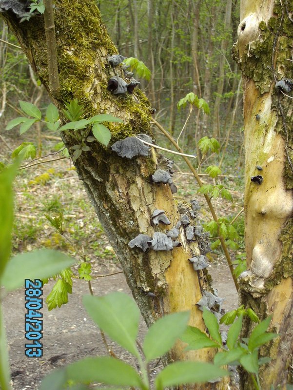 Oreilles de Judas 001